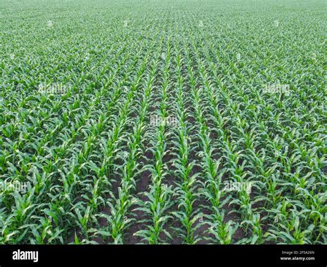 Corn Field Aerial View Rows Of Green Corn Top View Quadcopter Flight