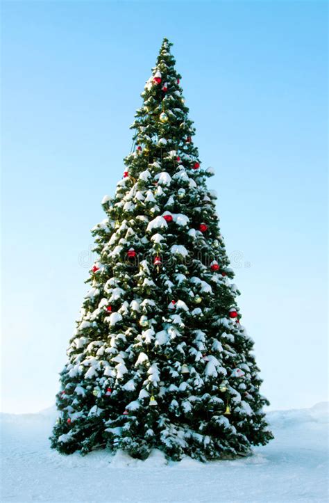 Christmas Tree Outdoor Stock Photo Image Of Cool Landscape 27867774