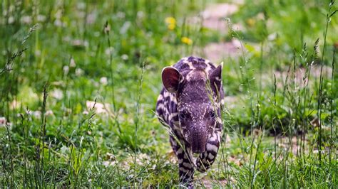 Bing Image That S Quite A Schnoz Baby Tapir Bing