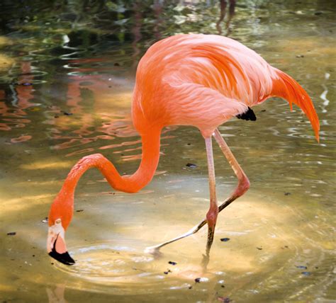 ⚫️ clique no link abaixo para ver mais biolinky.co/flamengo. Tierpark Hellabrunn: American Flamingo