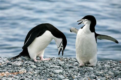 Chinstrap Penguins Photograph By Steve Allenscience Photo Library