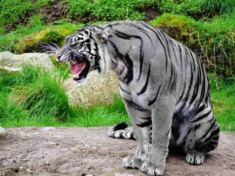 A Maltese Tiger Provocative Pinterest
