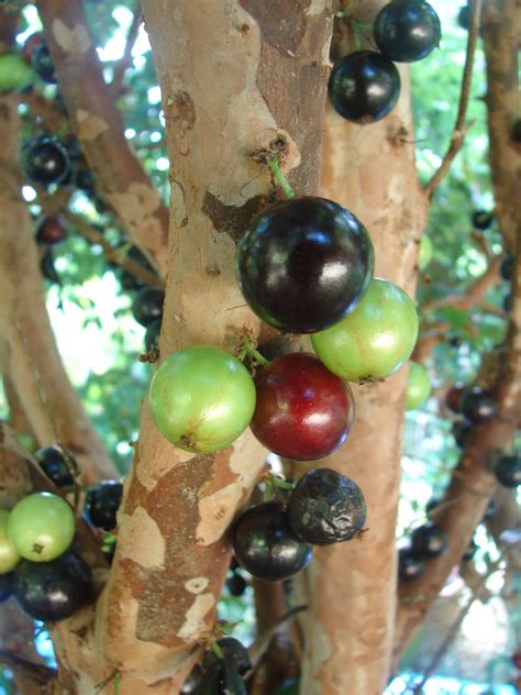 Polynesian Produce Stand Live Exotic Jaboticaba Brazilian Grape Rare