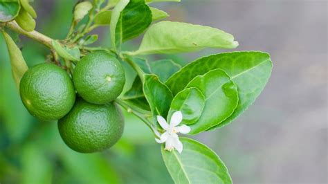 9 Reasons Why You Still Have Unripe Green Lemons In The Garden