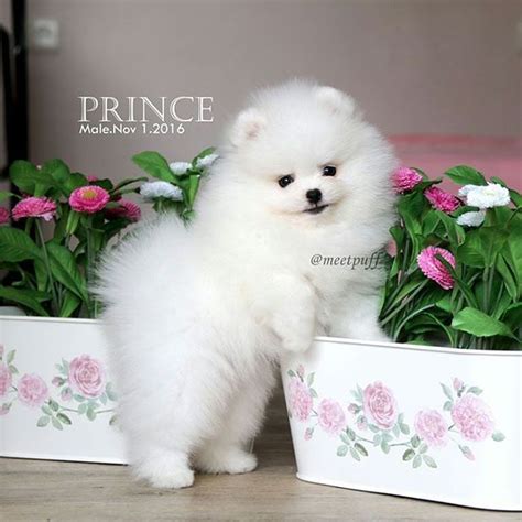 Discover the most powerful tips, tricks and. Pin on Buy & Sell Pomeranian puppies online