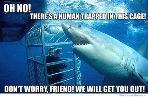 40 Most Funniest Shark Meme Pictures And Photos