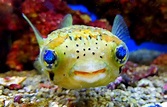 This fish had the most incredible eyes. : r/pics