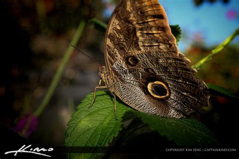 Large Brown Butterfly On Leaf Brown
