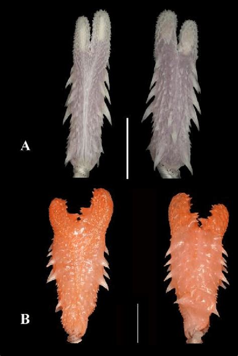 Sulcate Left And Asulcate Right Views Of Hemipenes A Caaeteboia Download Scientific