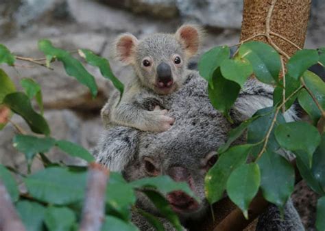 Adorable Koala Baby Born As World Waits For First Uk Panda Cub Nature