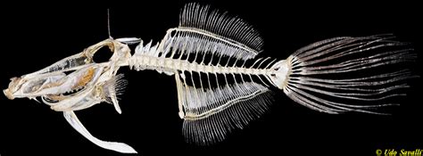 Bio370 Bony Fish Skeleton