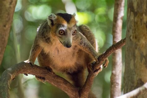 Crowned Lemur Foto And Bild Wildlife Natur Bilder Auf Fotocommunity