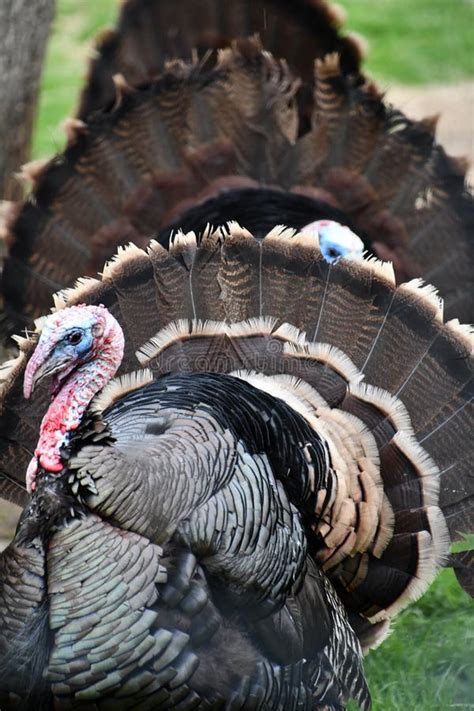 A Wild Turkey Stock Photo Image Of Domestic Country 229697152