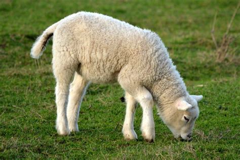 When Are Lambs Born Fauna Facts