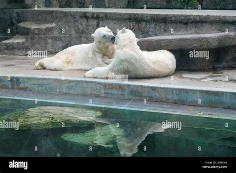 The Polar Bear Ursus Maritimus Is A Hypercarnivorous Bear Whose
