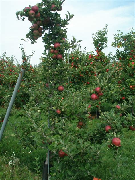 Food Plot And Fruit Trees