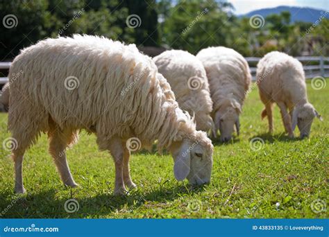 Schafe Stockbild Bild Von Tier Wollen Nave Feld Schafe 43833135