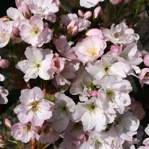 Prunus Amanogawa Japanese Flowering Cherry Tree Mail Order Trees