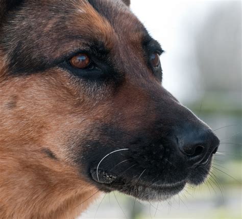 Free Images German Shepherd Dog Vertebrate Dog Breed Nose Dog