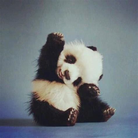Cutest Of Pandas Cute Panda Baby Fluffy Animals Baby Animals