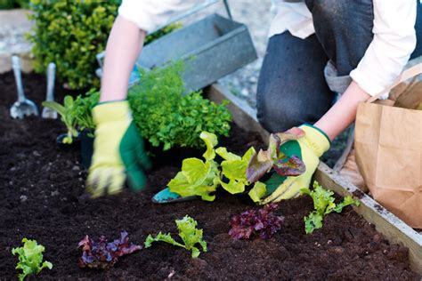 Top 5 Summer Vegetables To Grow In Your Backyard Australian Handyman