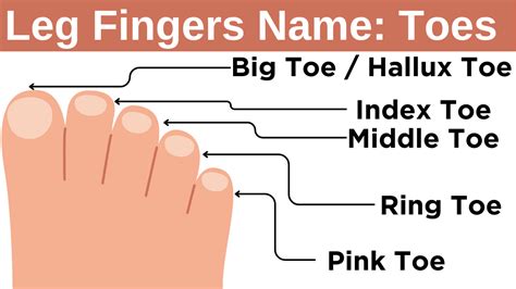 names of toes on feet leg fingers name in english