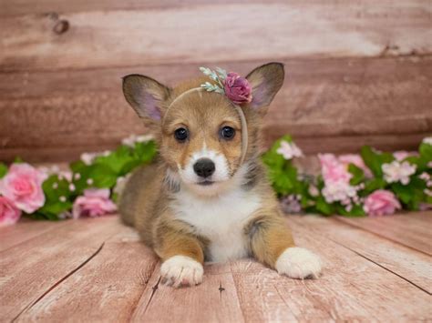 Can we hit 10000 likes on this video? Pembroke Welsh Corgi Puppies - Pet City Pet Shops