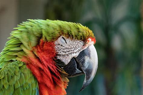 Sleeping Macaw Photograph By Michael Mcdonald Pixels