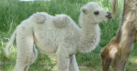 The train is named the ghan, after the old ghan line which followed the afghan camel tracks through australia's centre. Baby-Kamel Lotta
