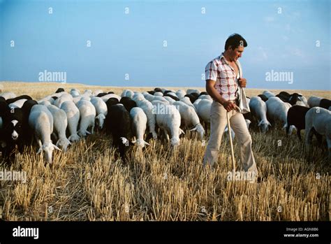 On A Plain In Spain A Young Shepherd With His Sheep Stock Photo Alamy