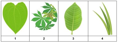 Gambar Daun Menyirip Menjari Dan Sejajar Animasi