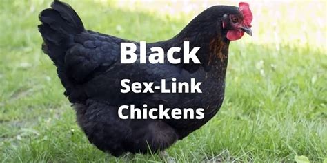 black sex link chickens breed guide size eggs care and pictures