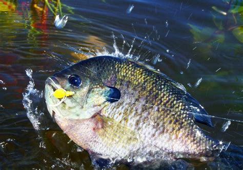 10 Best Bluegill Flies Effective Patterns And When To Use Them Into