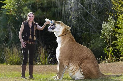 Meet The Biggest Pet Cat In The World