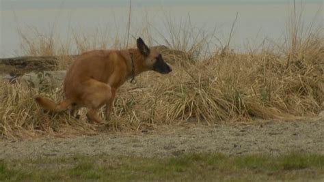 Lee todos los artículos de adn radio en caracol radio: Excréments de chien : traquer les propriétaires négligents ...