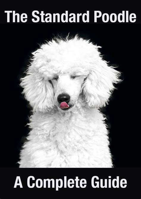 Standard Poodle Information A Complete Guide To An Intelligent Dog