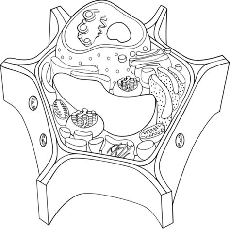 Detalle imagen dibujos de una célula vegetal Thptletrongtan edu vn