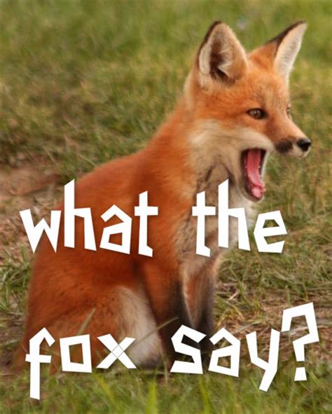 What The Fox Say Fox Fan Art 36029319 Fanpop
