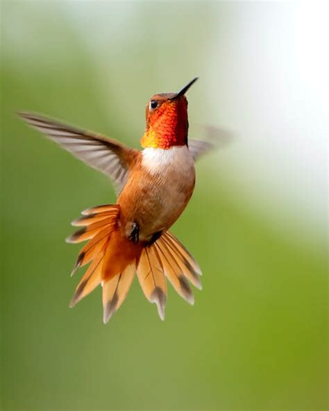 Flying Hummingbird Photos Download The Best Free Flying Hummingbird