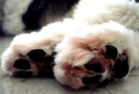 10 Most Common Dog Paw Problems And How To Eliminate Them