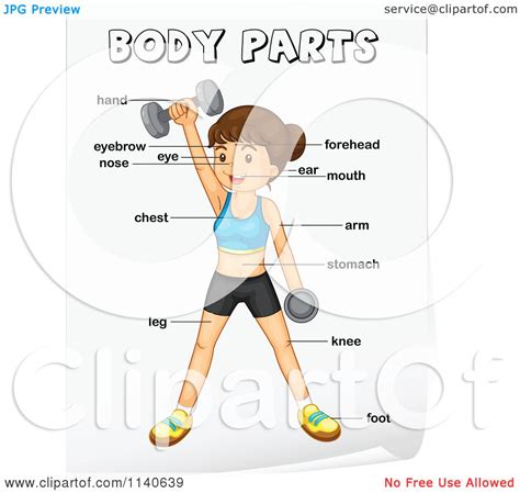 These cookies do not store any. Female Private Part Diagram - anatomy of a woman - The ...