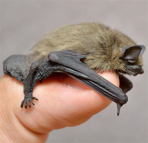 In Defence Of Bats Beautifully Designed Mammals That Should Be Left In Peace