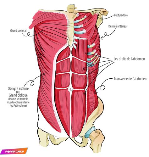 Les Abdominaux Anatomie Des Muscles Muscle Abdominal Anatomie Du Corps Chegos Pl