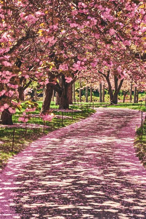 Botanic Gardens And Other Places To See Cherry Blossoms In Nyc The