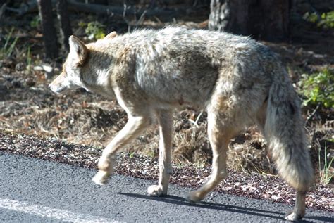 Living With Urban Coyotes