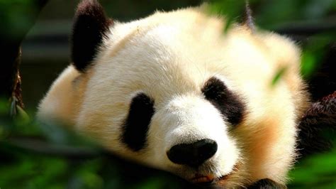 Cute Panda Wallpapers 64 Pictures