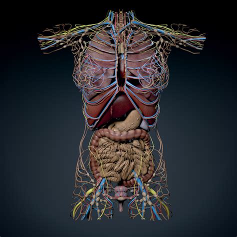 Human Female Torso Anatomy Muscles 3d Model