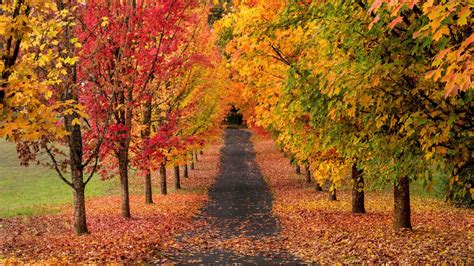 Tree Lined Autumn Road Hd Wallpaper Background Image