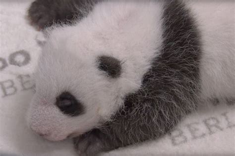 Zoo Releases Video Of Adorable Baby Pandas Cuddling With Mom New York