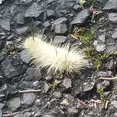 I Encountered A Fuzzy Little Caterpillar On My Walk Today Mademesmile